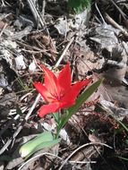 Red tulip in the forest