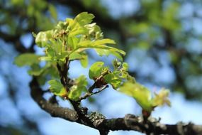 young green leaves on a tree branch