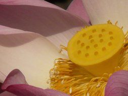 core of the flower lotus close-up