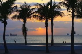 palm trees at dusk on the ocean coast