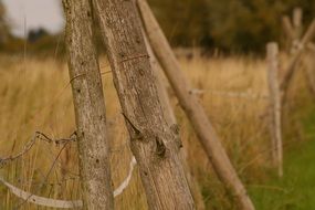 coupling on the fence near the meadow