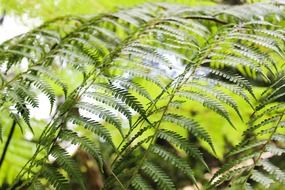 sword fern foliage