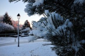 pine and street lantern in snowy park, morning landscape