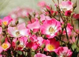 colorful wild roses close-up on blurred background