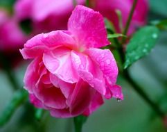 bright pink rose and dew drops on the petals