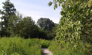 path along the bushes in a park in Weinheim