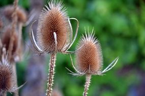 prickly seeds in nature