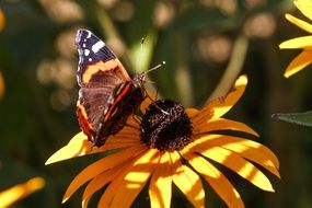 butterfly on a flower in the play of light and shadow