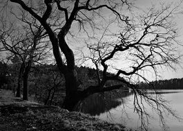 Black and white photo of tree on a river bank