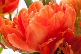 red tulip close up
