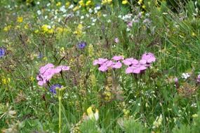 Colorful flowers on the mountain meadow