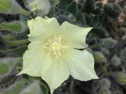 pale yellow cactus flower