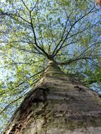 tall old tree trunk