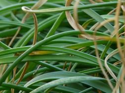 Grass of the green bamboo