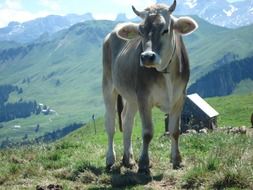 cow in the foothills of the alps