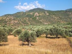 olive trees in a field with dry grass