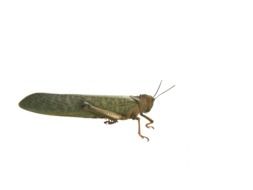 clipart of Green grasshopper insect