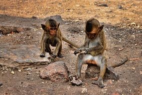 young monkeys in thailand