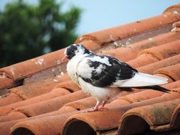 cute black and white pigeon is sitting on the roof