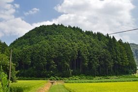 field in front of forest, japan