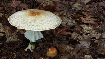 white mushroom among dry leaves