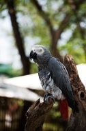 gray parrot in natural environment