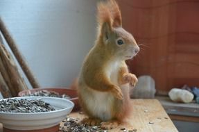 squirrel sitting on the table near the bowl