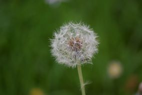 fluffy dandelion on a blurry background