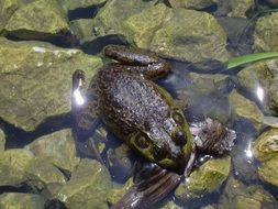 closeup photo of incomparable frog in pond