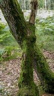 forest tree covered by moss