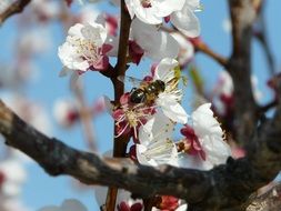 insect on a cherry blossom