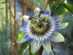 exotic blue passion flower