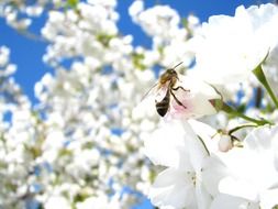 bee on white flowers of cherry
