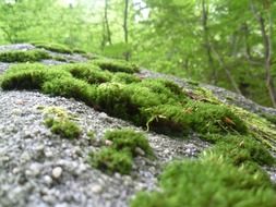 Green fluffy moss on stone among the plants in the forest