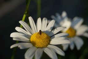 small fly on a flower