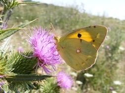 yellow butterfly on a purple flower of thistle