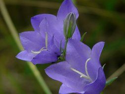 bluebells closeup