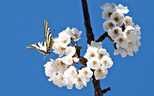 extraordinarily beautiful butterfly on flower