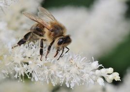 bee on a white flower close-up