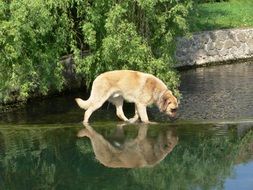 the dog goes near the shore