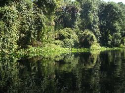 ladscape of green forest reflection on a clear lake