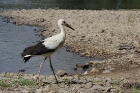 stork like a wading bird