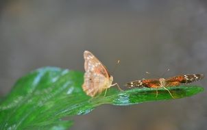 magnificent orange butterfly