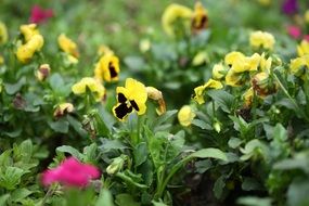 Beautiful colorful viola tricolor flowers