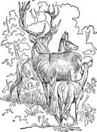 drawing of deer family in the wild