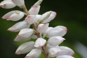 pink and white flowers in macro on a blurred background