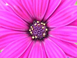 dark purple core of purple geranium