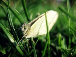 butterfly among the green grass