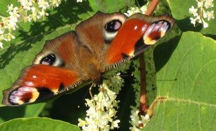 butterfly on a flower leaf