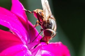 fly on a pink lily
